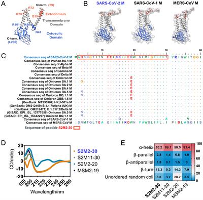 M protein ectodomain-specific immunity restrains SARS-CoV-2 variants replication